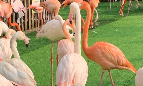 American Flamingo American Flamingo